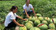 文县网红吃瓜事件真相,真相背后的网络风波