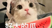 娱乐吃瓜茶小猫,揭秘茶小猫的瓜界传奇