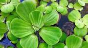 室内水生植物,室内水生植物的养护与观赏价值