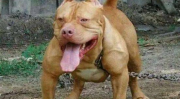 比特犬网,揭秘比特犬的品种特点与养护知识