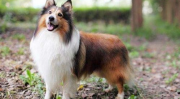 喜乐蒂犬,忠诚牧羊犬的演变与魅力